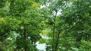Une vue paisible sur un lac, avec une végétation luxuriante et une jetée en bois qui s’avance dans l’eau.