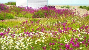 A white building with a blue roof, surrounded by a field of purple and white flowers. - Idyllic coastal cottage with private beach hut - Sea Rose Cottage (Kingsdown)