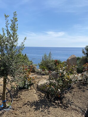 Eine felsige Landschaft mit vereinzelter Vegetation und Blick auf das Meer.