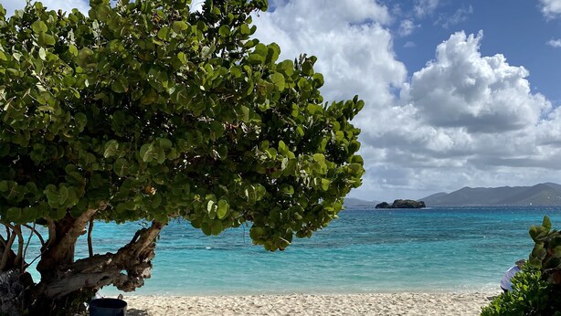 A sandy beach with a large tree providing shade, a clear blue sky, and calm turquoise waters.