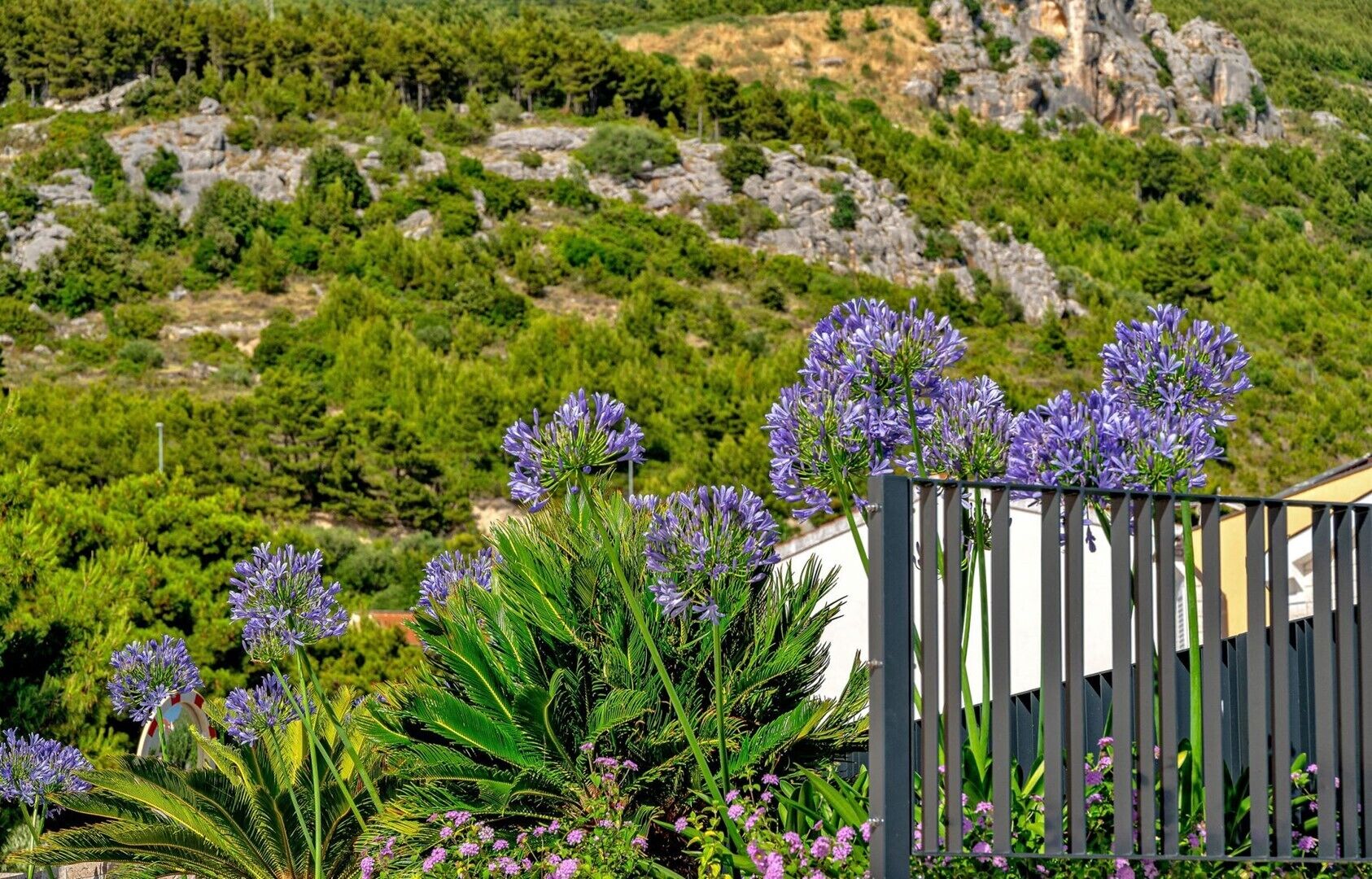 Un jardin avec des fleurs violettes et, en arrière-plan, une colline rocheuse.