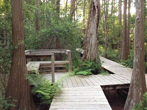 A wooden boardwalk in a forested area with benches and a small wooden structure.