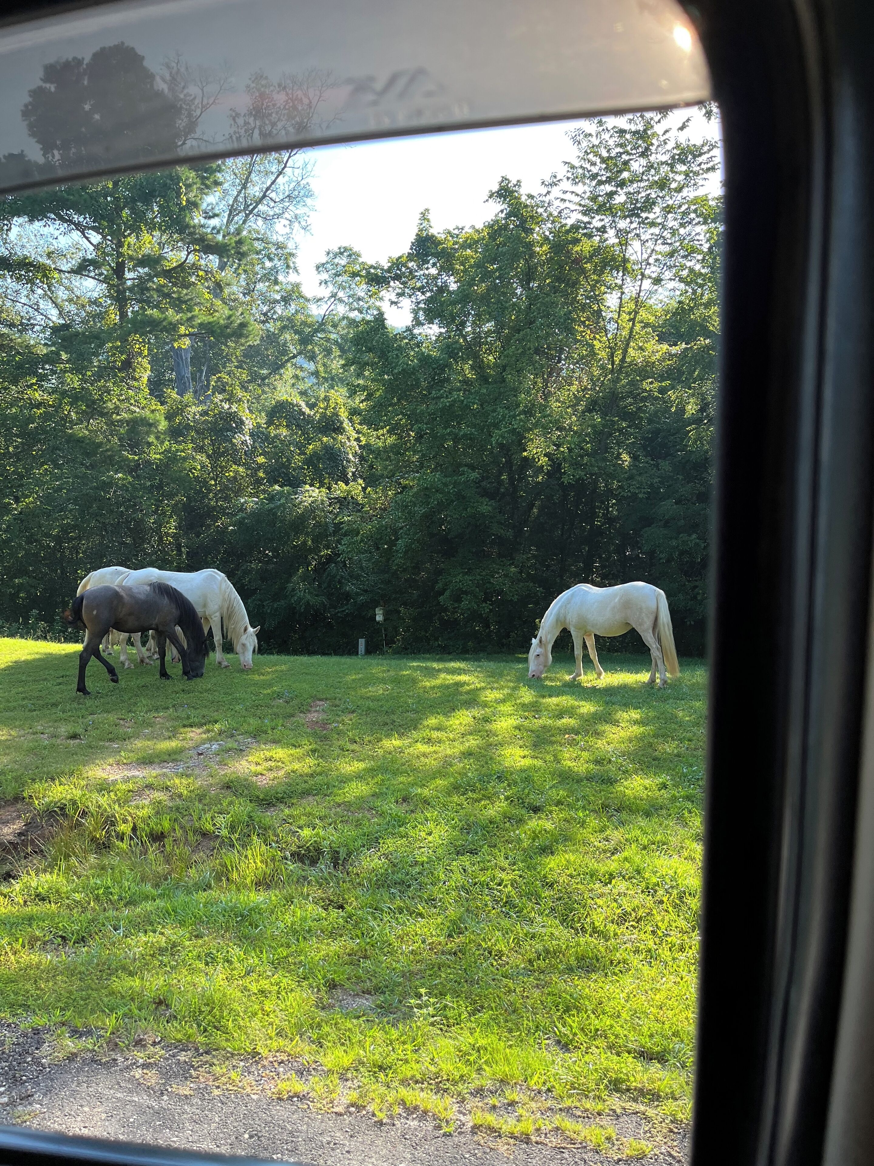 A view of a grassy field with horses grazing, trees in the background, and a vehicle's window frame in the foreground.
