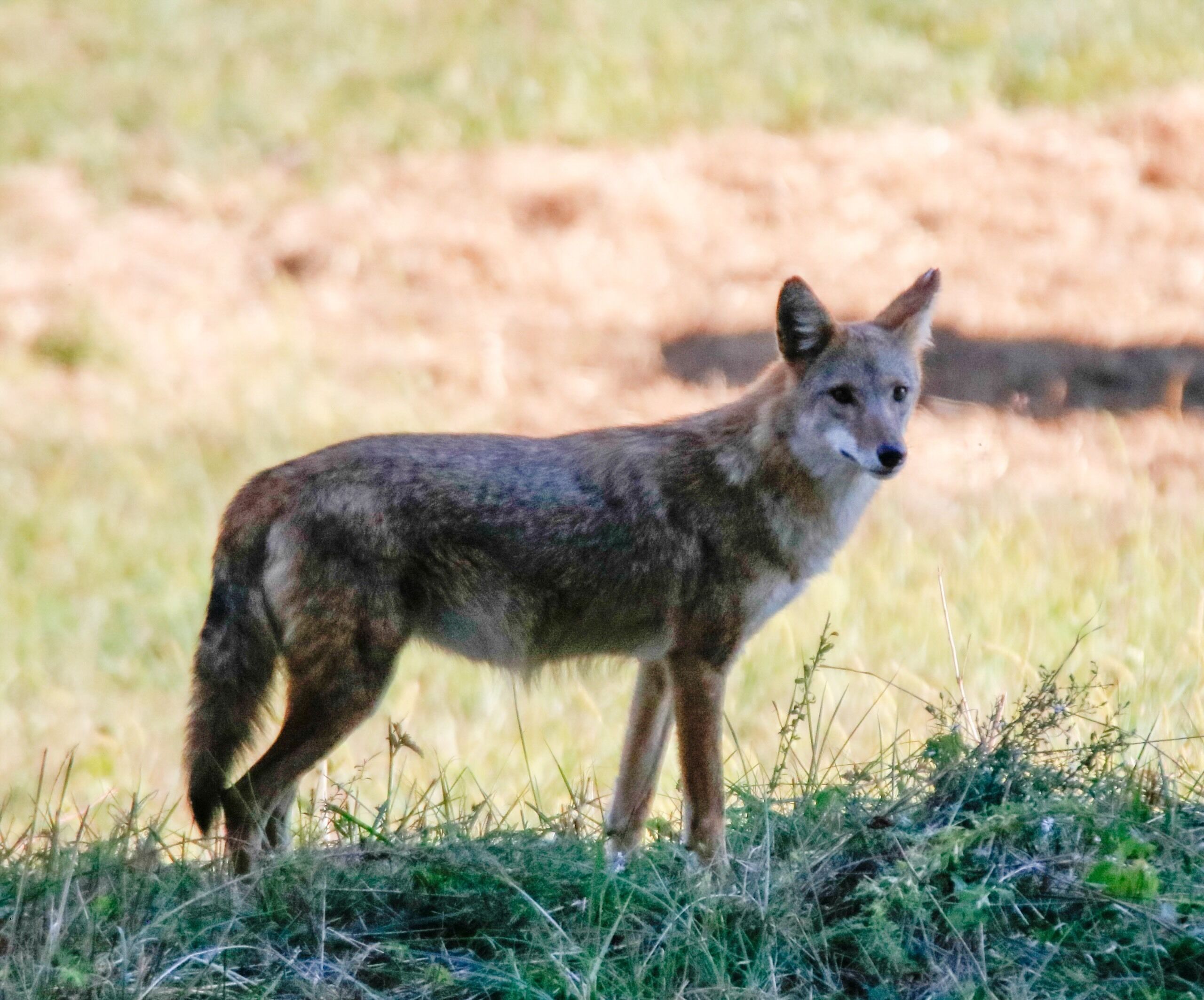 Un coyote de pie en un campo cubierto de hierba.