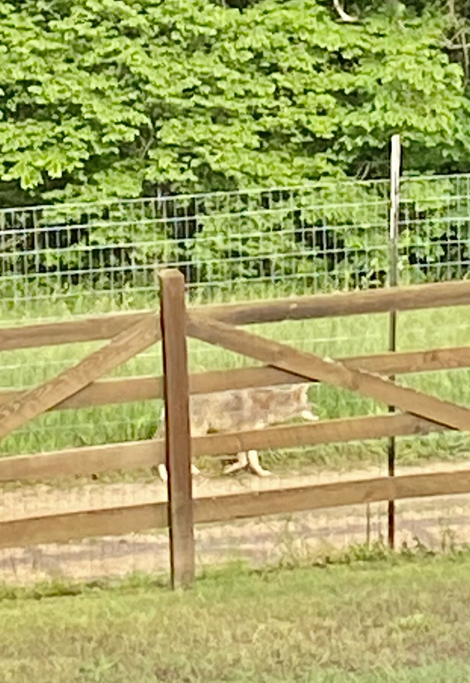 A wooden fence with a gate, a grassy area, and a metal fence in the background.