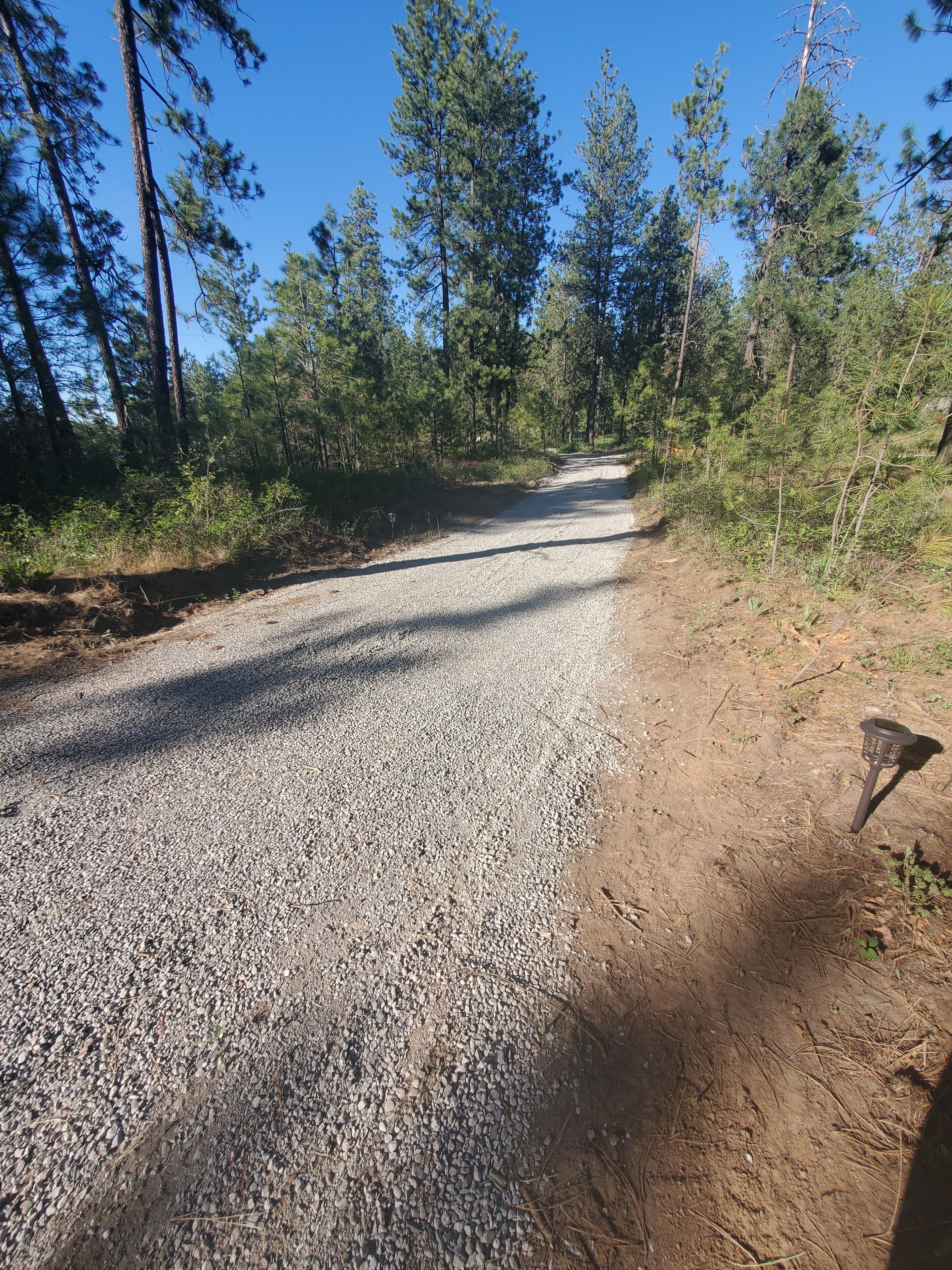 Ein unbefestigter Weg, gesäumt von dichten Kiefern, unter blauem Himmel.
