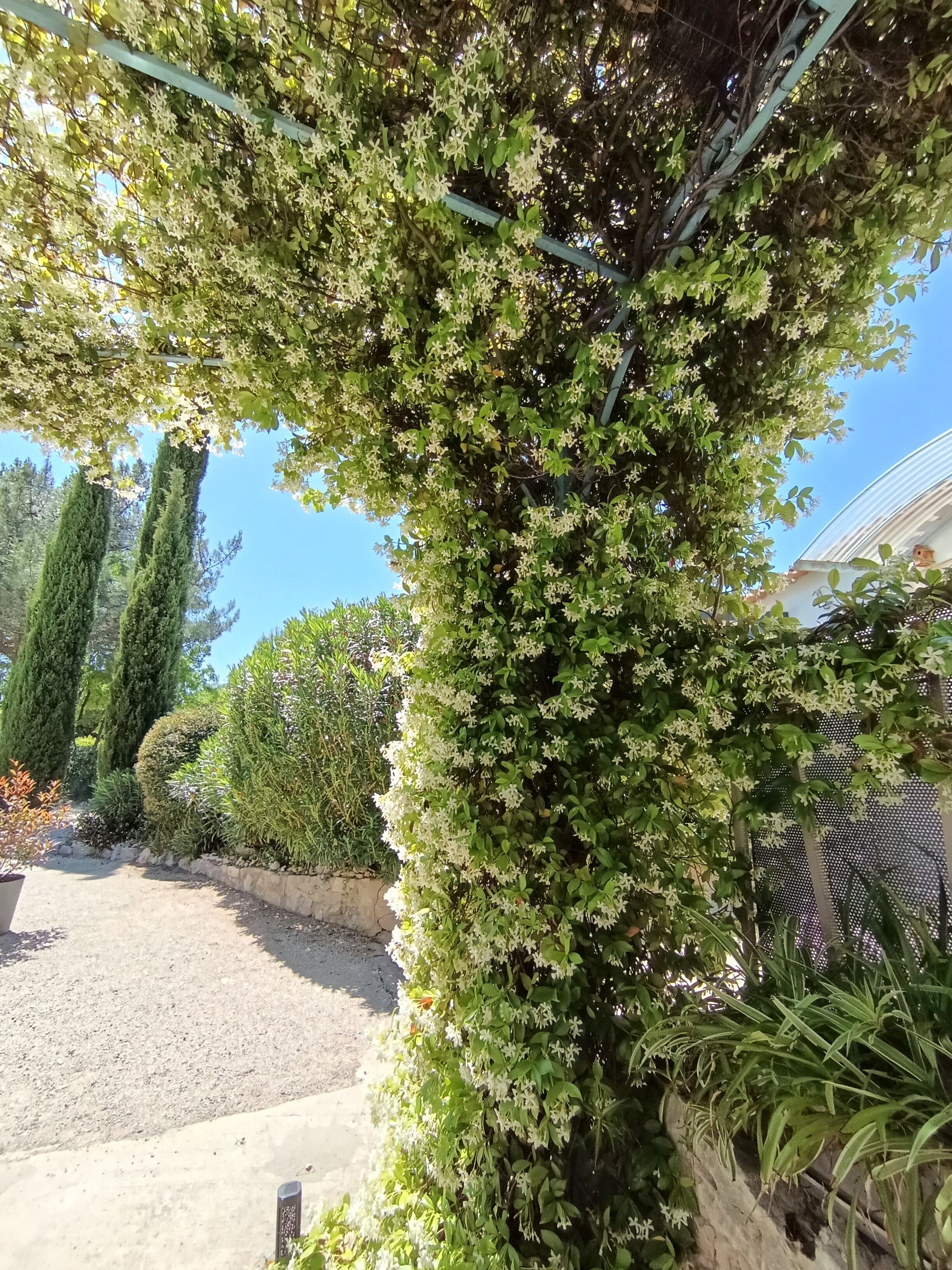 A garden with a variety of plants and trees, including a prominent flowering tree.