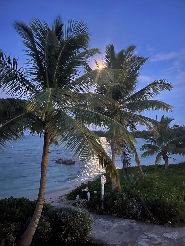 Escena de playa con palmeras y un cartel que indica que no se permiten vehículos no autorizados.