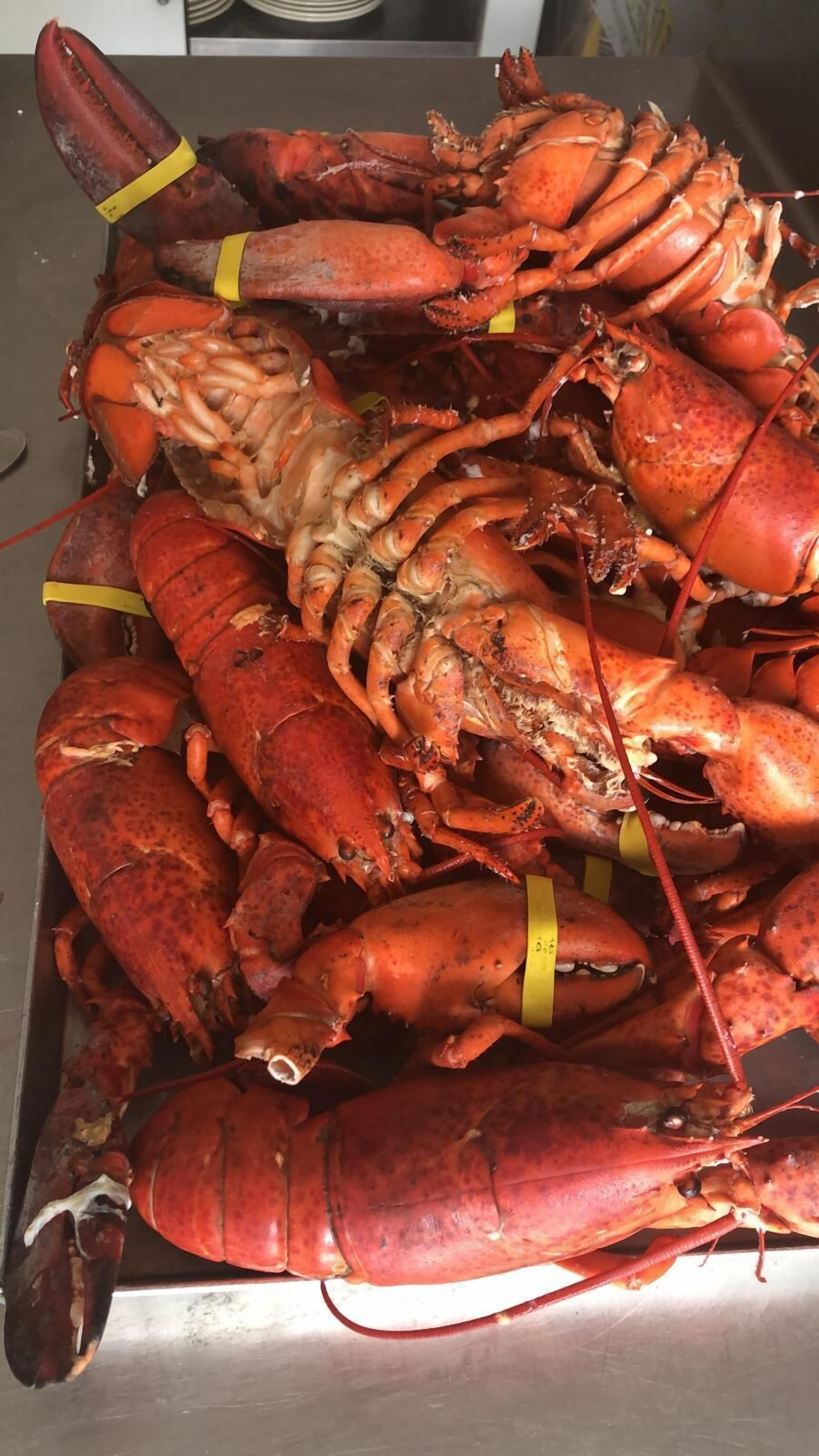 A tray of cooked lobsters with yellow bands, likely indicating they are ready for serving.