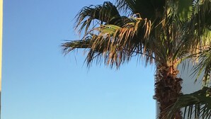 Vista del océano desde un balcón, con una palmera al frente.