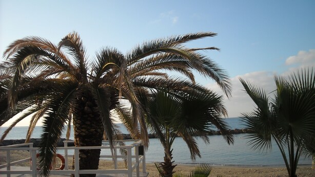 A beach with palm trees and a clear view of the sea. - Casa il Ciliegio (Terzorio)