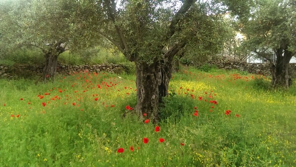 Terrain de l’hébergement 