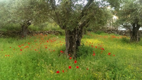 Apart. Tía Antonia for 2 people