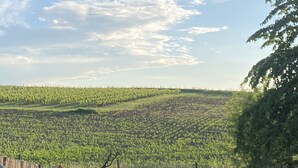 Une piscine avec vue sur un vignoble et un arbre.
