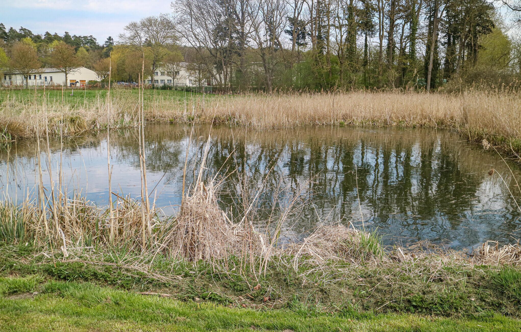 Um lago rodeado por grama e juncos, com casas ao fundo.