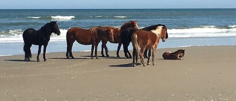 靠近海滩、沙滩椅