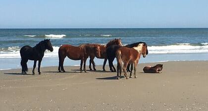 FALL SPECIAL Canal Front ADVANCE WELL WATER Pet Friendly PADDLE BOARD