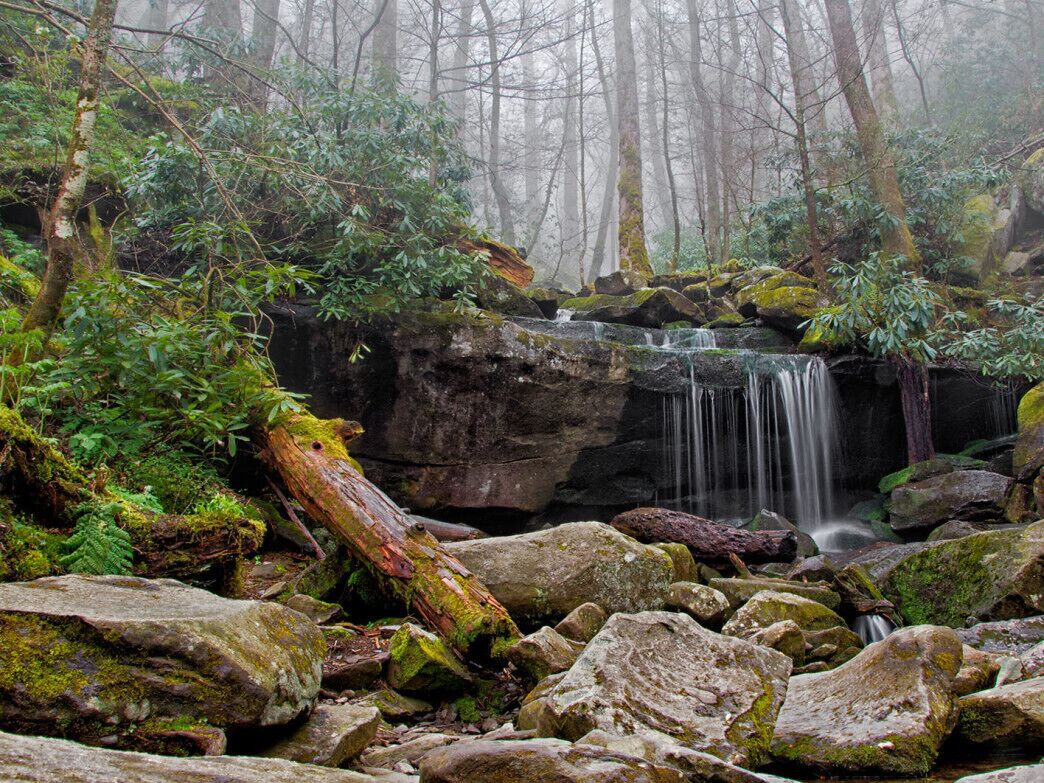 A forested area with a small waterfall, rocks, and moss-covered trees.