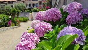 A pathway lined with vibrant pink and purple hydrangea flowers leading to a building with a tiled roof. - Blue Bay Apartment Baja Sardinia (Arzachena)
