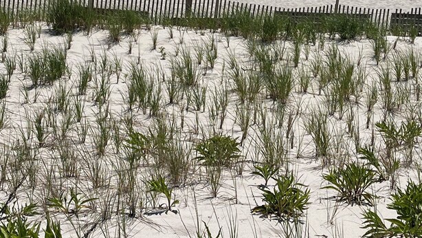 Unclassified image, 1 of 27, button - Cottage located 1 block from the beach and 1 block to the bay in Ocean Beach 2 (Lavallette)