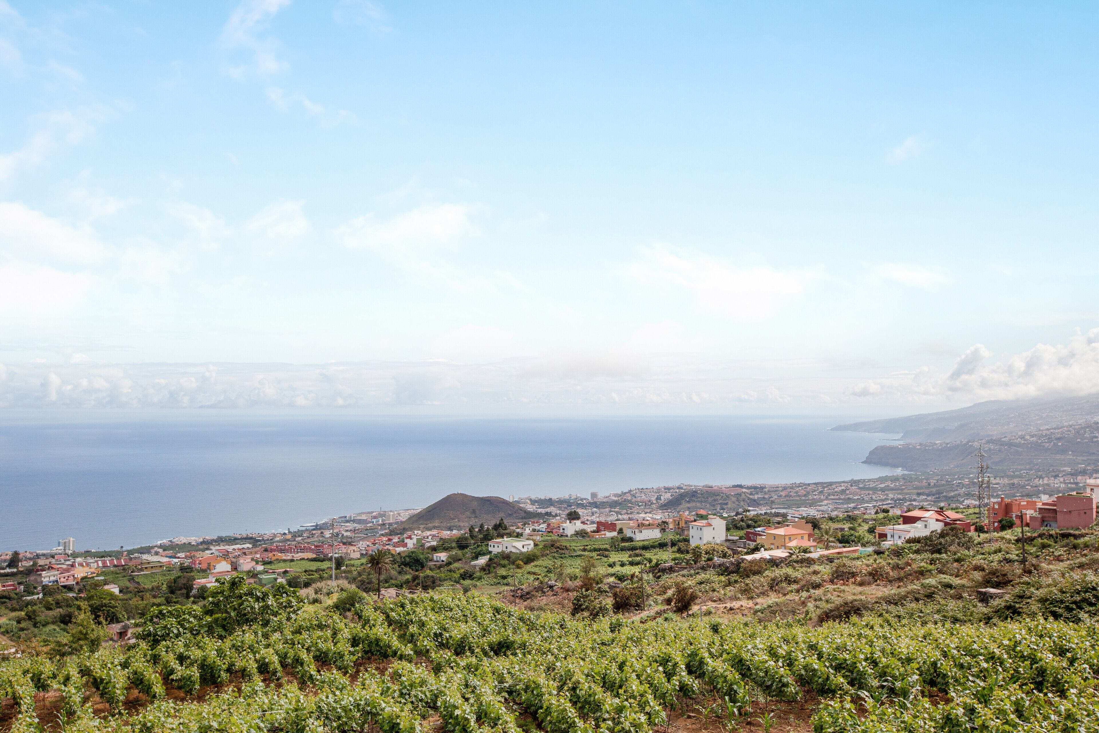 Un pueblo costero con viñedos, edificios y vista al mar.