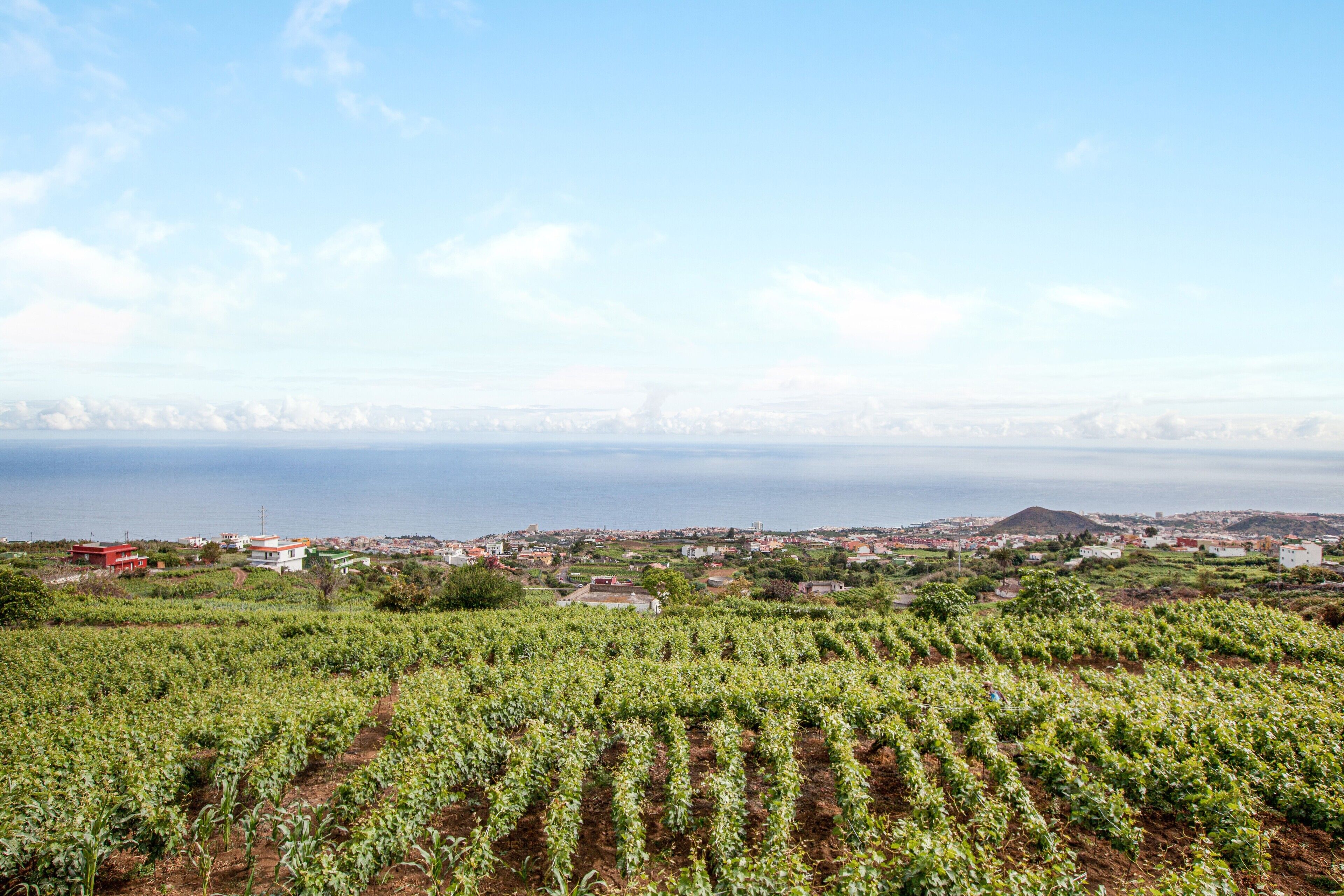 Viñedo con hileras de vides, un pueblo lejano y una masa de agua.