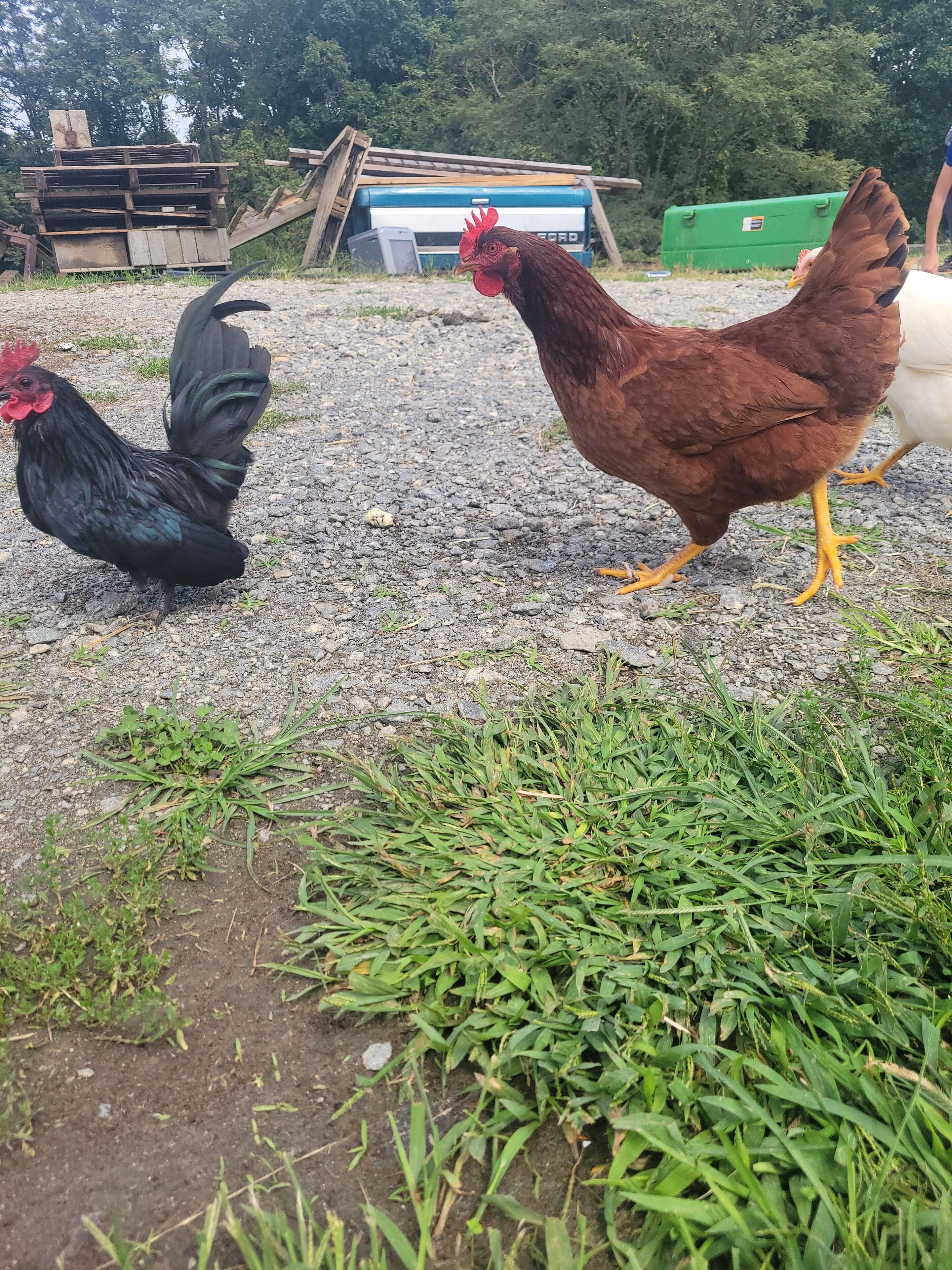 A gravel area with chickens and a green container in the background.