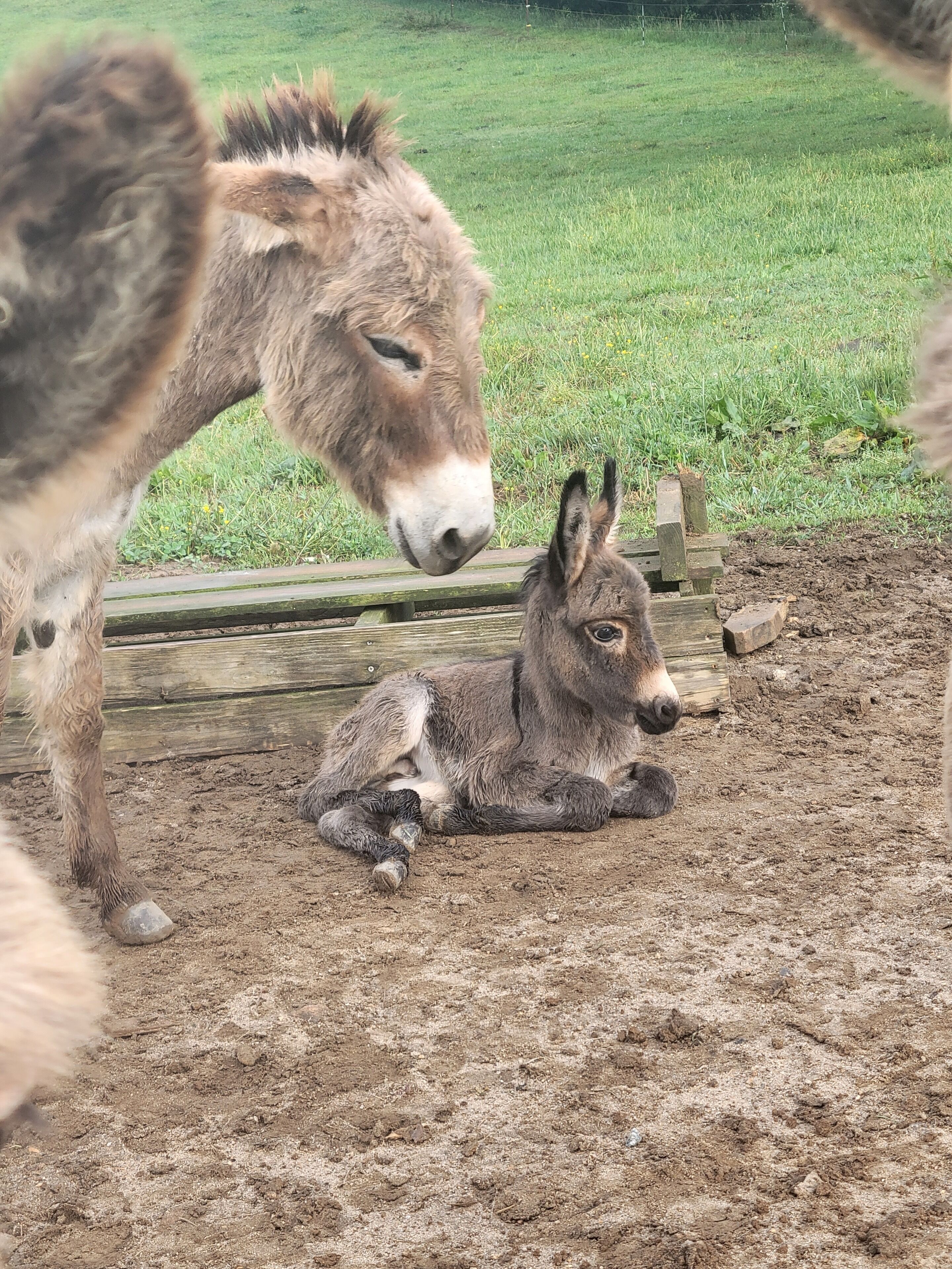 Ein Esel liegt auf dem Boden, im Hintergrund ein Holzzaun.