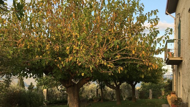 Une cour bordée d’arbres, avec un banc et un pot de fleurs près d’un bâtiment.