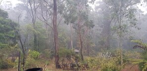 Property grounds - Blue Mountains studio, wild native garden full of birds, week-long stay 30% off (Hazelbrook)