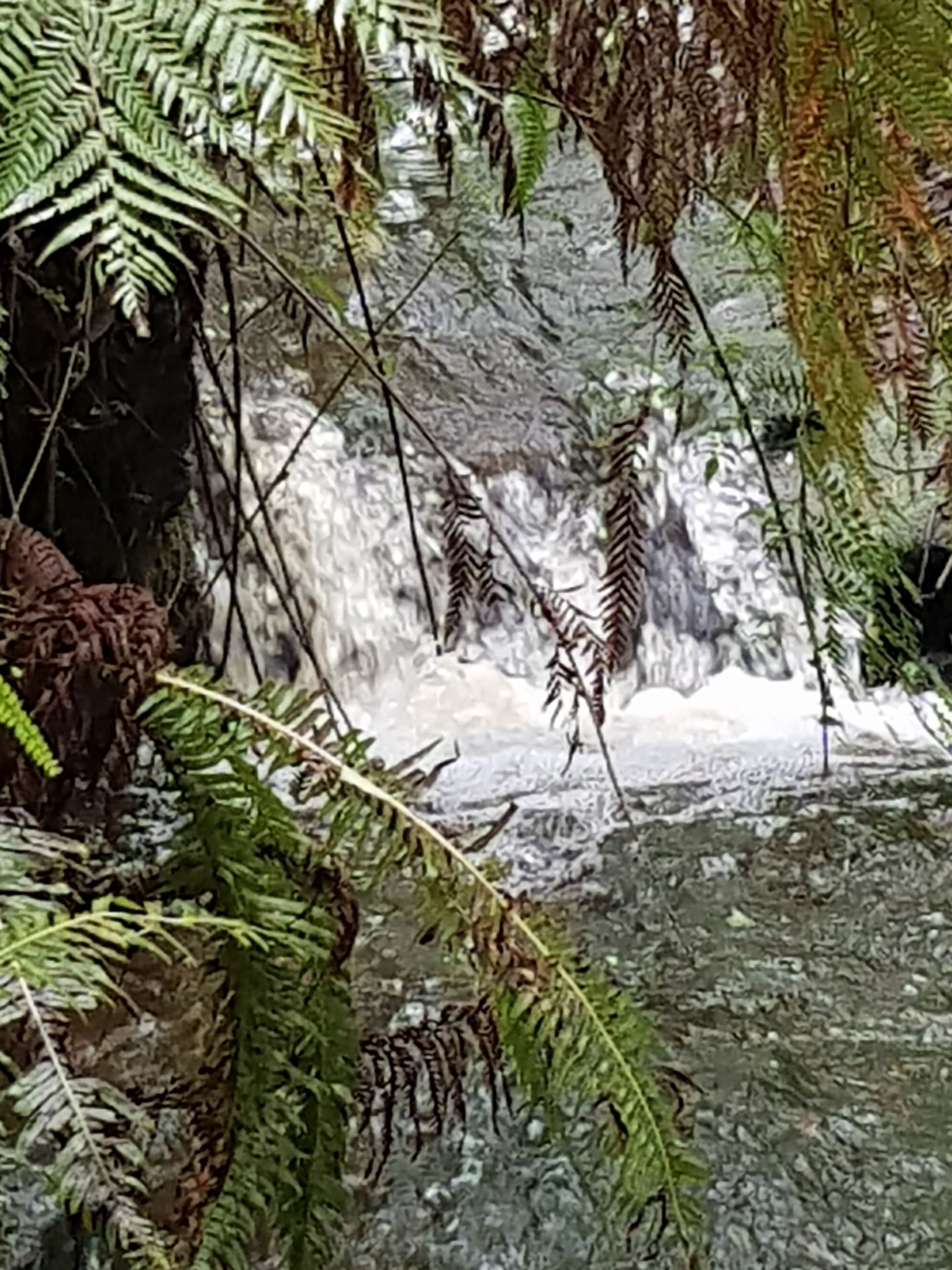 A waterfall surrounded by dense ferns and foliage.