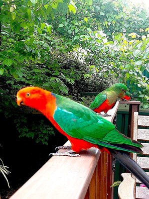 Property grounds - Blue Mountains studio, wild native garden full of birds, week-long stay 30% off (Hazelbrook)