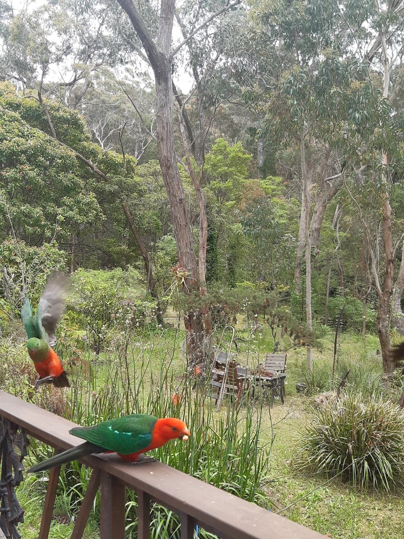 A bird feeder with two birds on a railing, surrounded by lush greenery and trees.