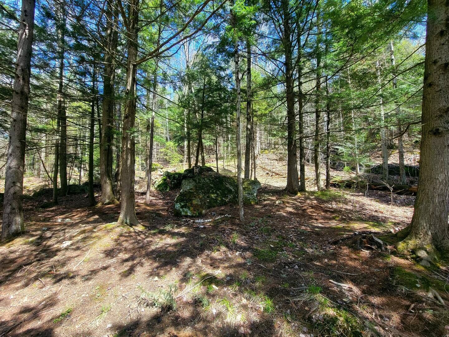 Une forêt dense, avec de grands arbres et une importante formation rocheuse au centre.