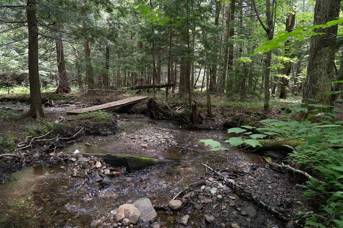A forested area with a small wooden bridge over a stream.