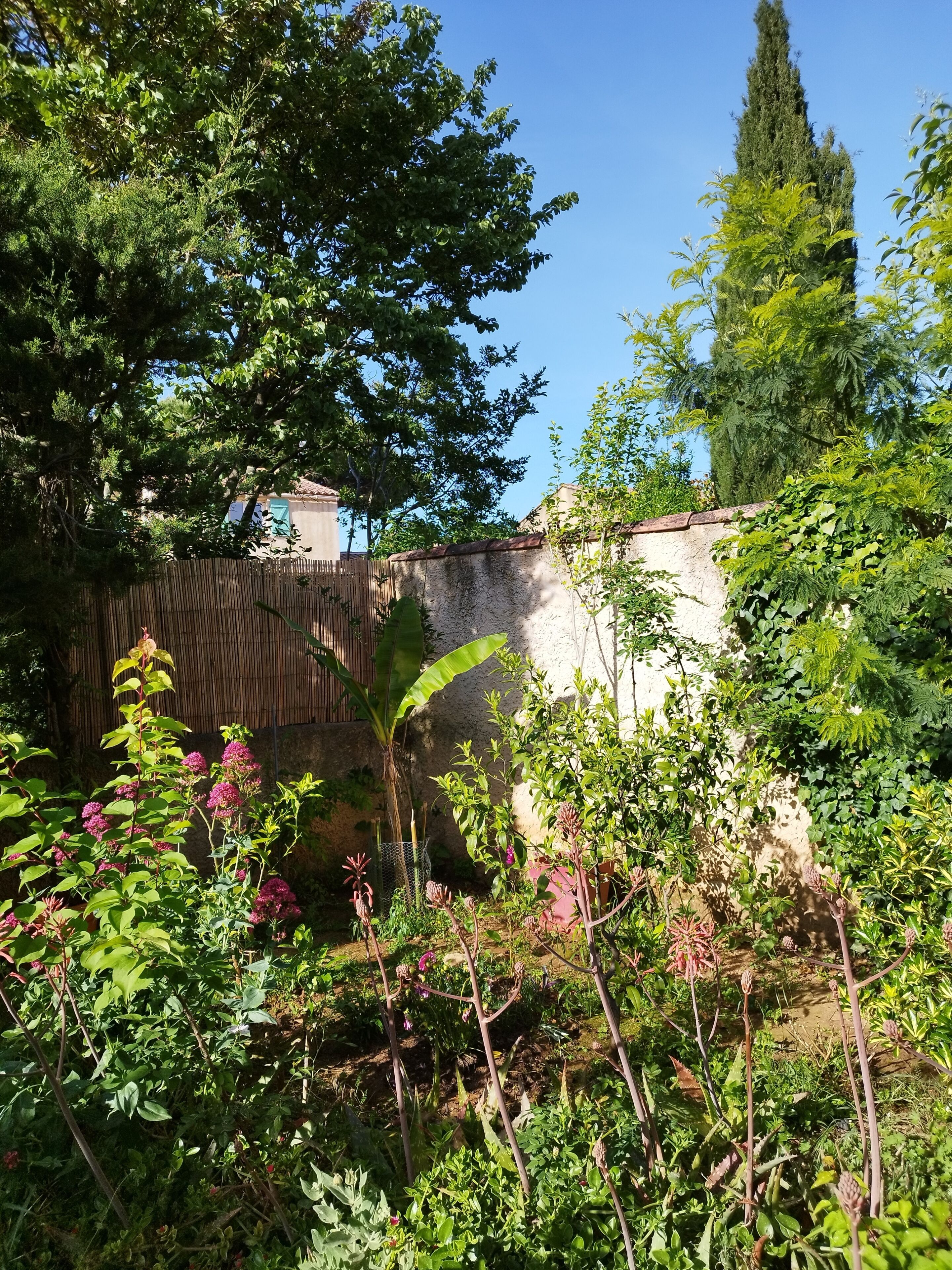 Un jardin avec différentes sortes de plantes et une clôture.