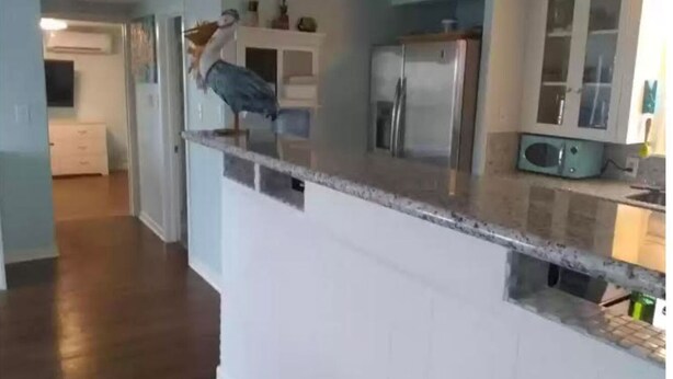 A kitchen with a granite countertop, white cabinets, and a stainless steel refrigerator. - Beach and river view cottage with deck and specatuclar views. (Matagorda)