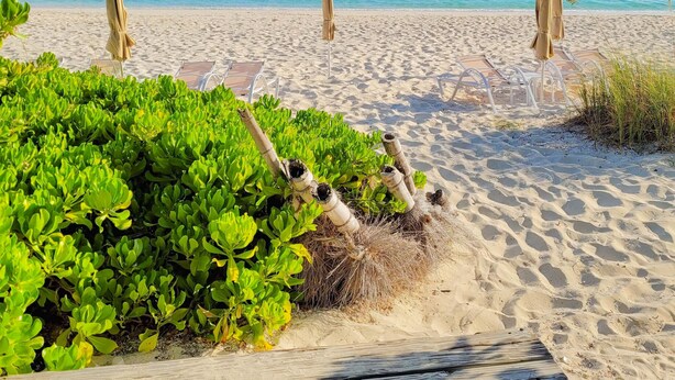 A beach with three umbrellas, a wooden deck, and green plants.