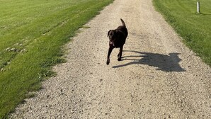 A gravel path leading to a red barn with a sign reading "EST 1855". - Upper Place Vacation Cottage (Gays Mills)