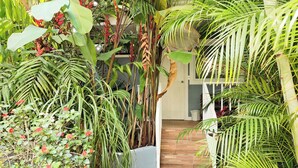 A narrow pathway leading to a building entrance, surrounded by lush tropical plants and a variety of foliage. - Arenal Poshpacker Boutique Urban Tropical Hotel (La Fortuna)