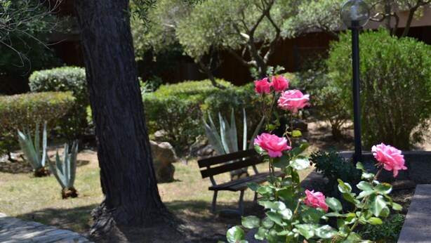 A garden with a bench, a tree, and pink flowers.