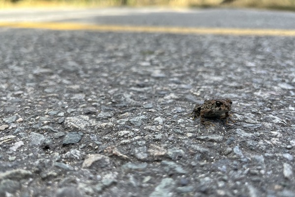 Whistler Toads