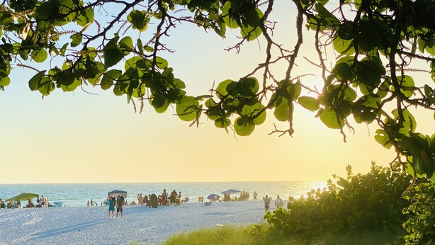 Une scène de plage avec des personnes, des parasols et de la végétation.