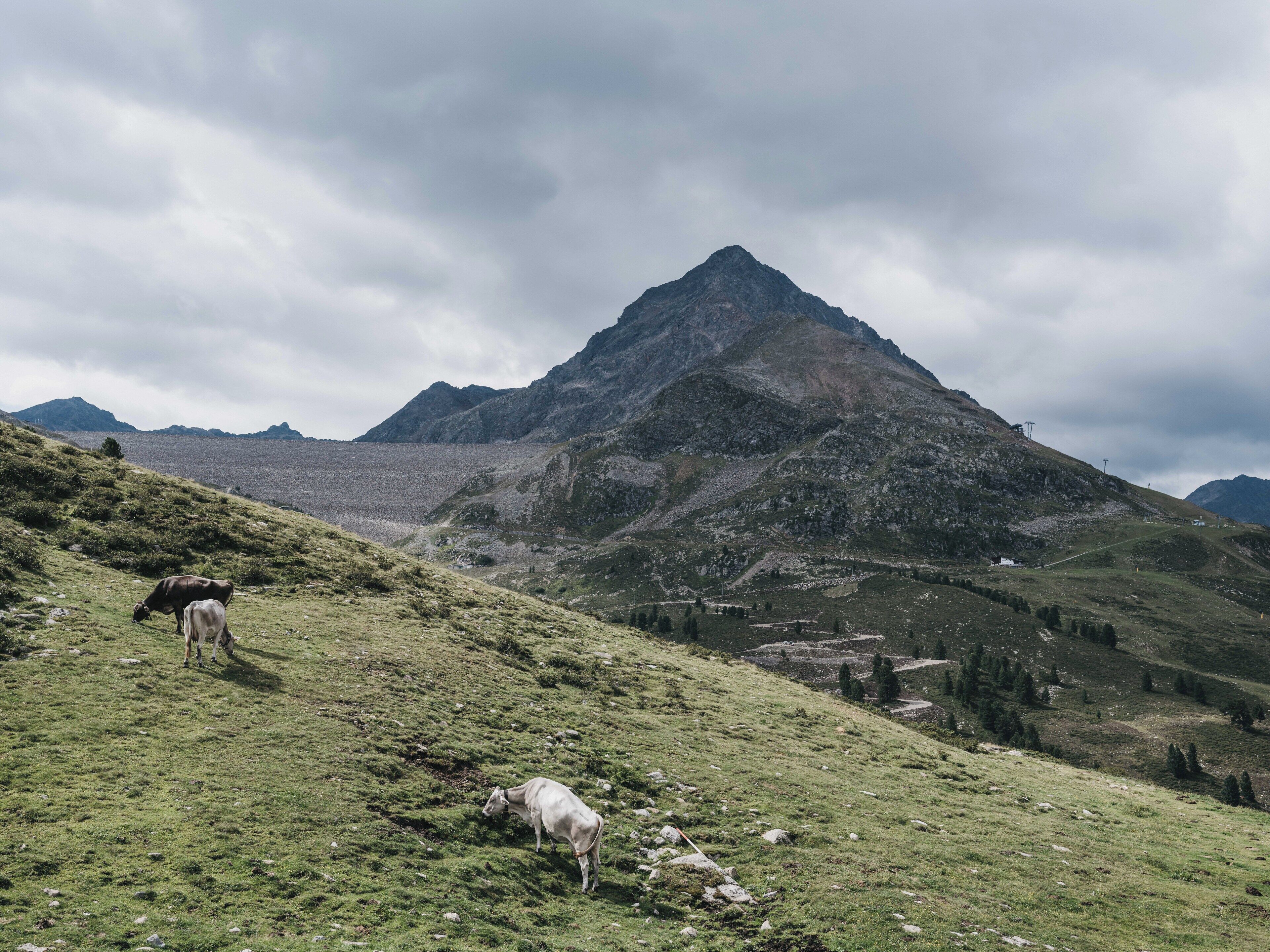 Paisaje montañoso con vacas pastando.