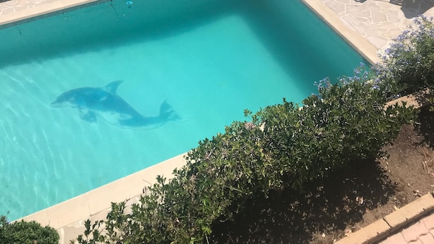 En pool med en delfinskulptur, omgiven av en vit balustrad och solstolar.