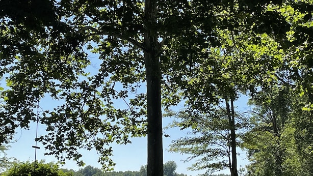 A lakeside view with a dock, picnic tables, and a pile of firewood under a large tree. - Romantic House on the Lake-Hot Tub Pet Friendly-kayaks-Fishing Boat. Sleeps 8 (Pleasant Lake)