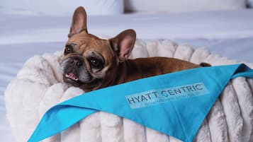 A dog bed with a blue towel on a bed, two metal bowls, and a pillow in the background.