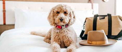 A poodle lying on a bed with a hat and a bag nearby.
