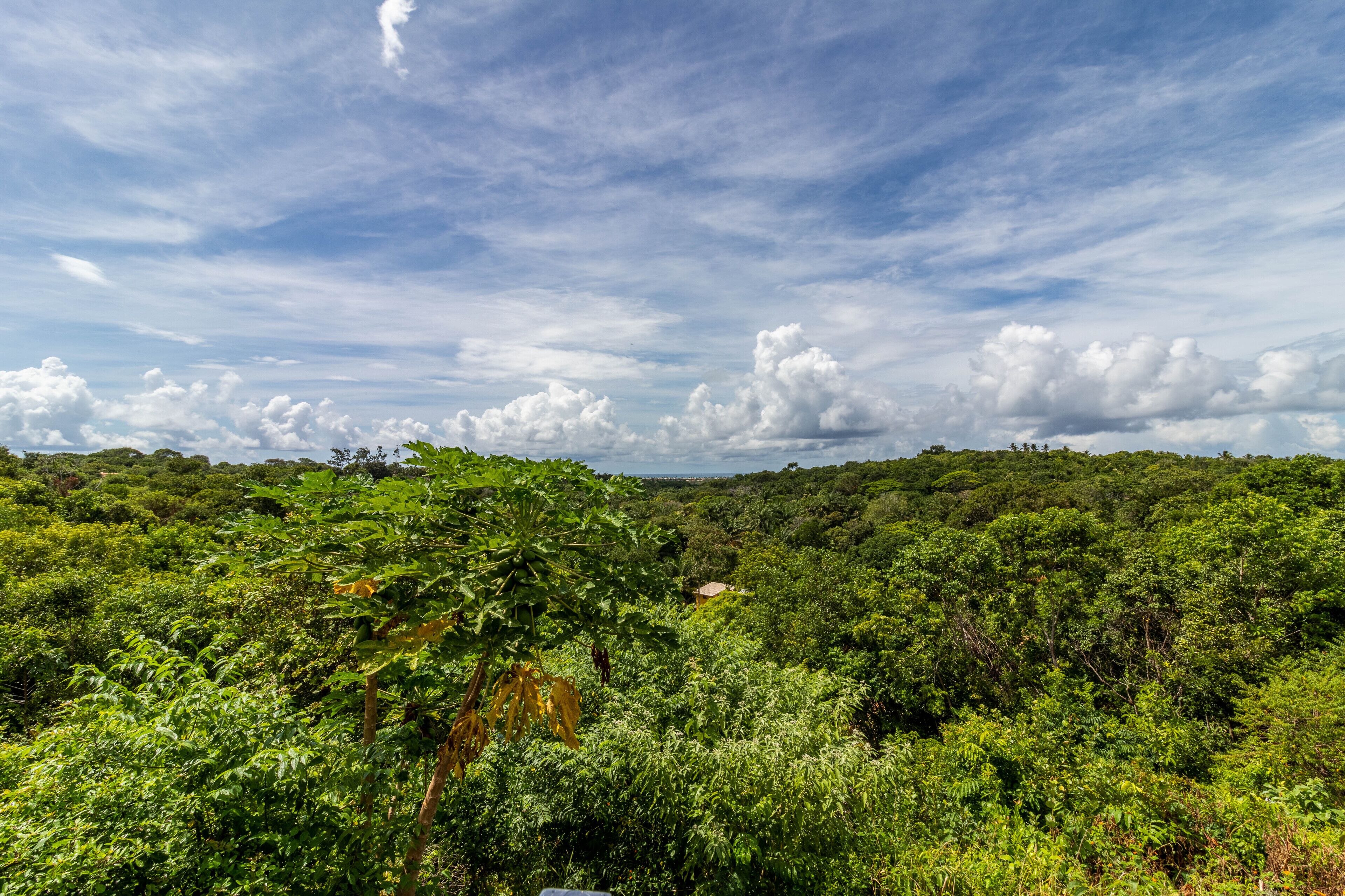 A lush green landscape with dense vegetation and a clear sky.
