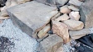 A stone pathway with a tree and birdhouse in a forested area.